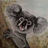 Koala