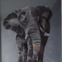 éléphant1.jpg